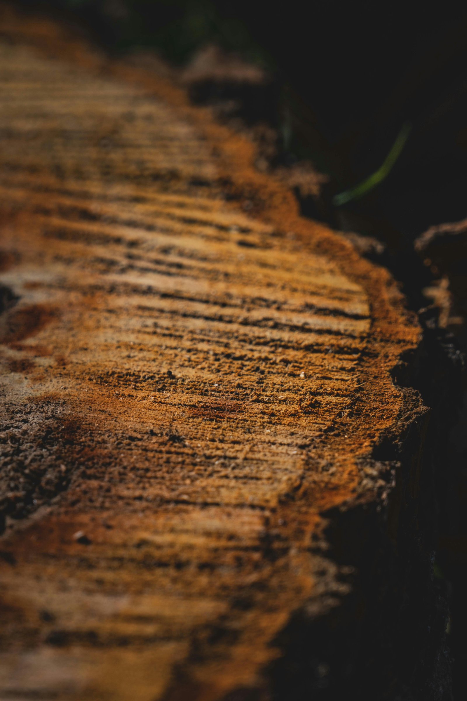 Coupe transversale du bois Iroko massif, essence oxalogène sélectionnée par Isary Ombra